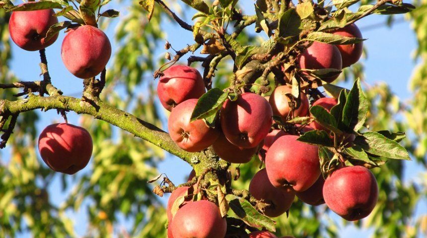 Лучшие сорта яблонь для урала фото с названиями